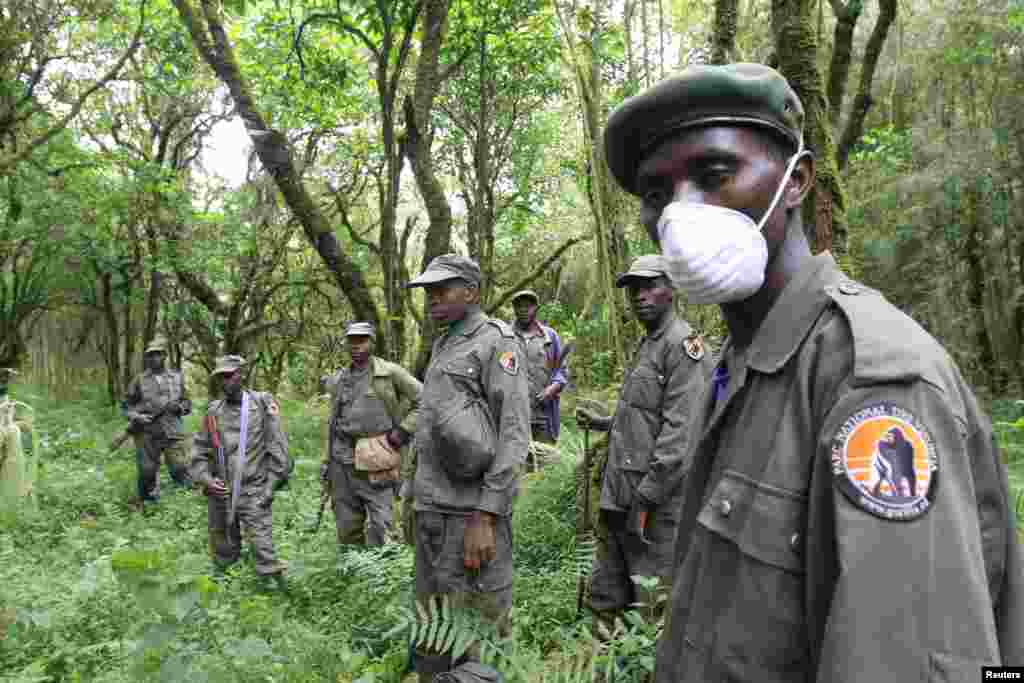 Virunga&#39;s game wardens protect small groups of tourists who enter to observe the park&#39;s endangered mountain gorillas. A Howard Buffett Foundation grant recently added 200 wardens to re-open a small portion of the park for gorilla tourism.