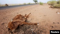 Cattle decompose under the Saharan sun outside the town of Ayoun el Atrous in Mauritania, May 20, 2012. 