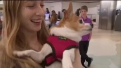 感恩节5100万美国人出门旅行