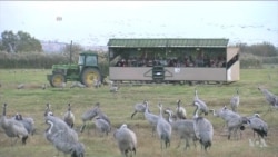 Climate Change Changing Winter Plans For Thousands of Birds