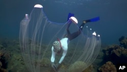 Made Partiana uses a net to catch aquarium fish on north coast of Bali, Indonesia, April 10, 2021.