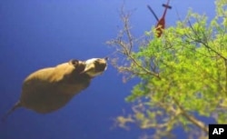 Dr. Flamand said the rhino airlifts were very difficult to accomplish successfully