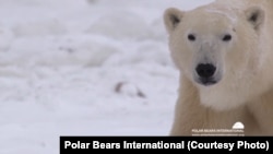 The polar bears’ numbers are dropping as the Arctic ice melts, according to conservati0on groups.
