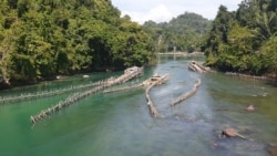 Pagar Wayamasapi di aliran sungai Danau Poso yang jernih di desa Petiro Dongi, salah satu tradisi lokal masyarakat setempat menangkap ikan Sidat, 2 November 2019. (Foto: VOA/Yoanes Litha)