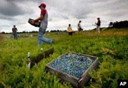 FILE - Workers harvest wild blueberries at the Ridgeberry Farm Friday, July 27, 2012, in Appleton, Maine. (AP Photo/Robert F. Bukaty, File)
