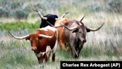 Longhorn cattle wander through the Theodore Roosevelt National Park in the U.S. 