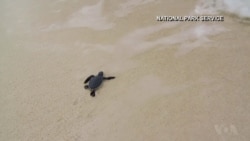 A Visit to the Island of the Turtles