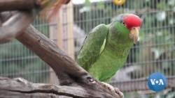 Is the Urban Jungle the Answer to Helping Some Endangered Species?