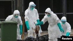Petugas kesehatan di Hong Kong memusnahkan unggas yang dijual di pasar karena adanya virus flu burung H7N9. (Reuters/Bobby Yip)
