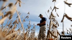 Ryan Roberts walks through a soy bean field to check if it is ready for harvest in Minooka, Illinois, Sept. 24, 2014. Corn and soybean prices have been depressed by concerns about trade tariffs and the increased cost of farm equipment.