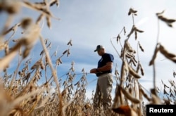 Ryan Roberts walks through a soy bean field to check if it is ready for harvest in Minooka, Illinois, Sept. 24, 2014. Corn and soybean prices have been depressed by concerns about trade tariffs and the increased cost of farm equipment.