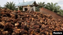 Pekerja mengatur buah kelapa sawit di perkebunan kelapa sawit di Slim River, Malaysia 12 Agustus 2021. (Foto: Reuters)