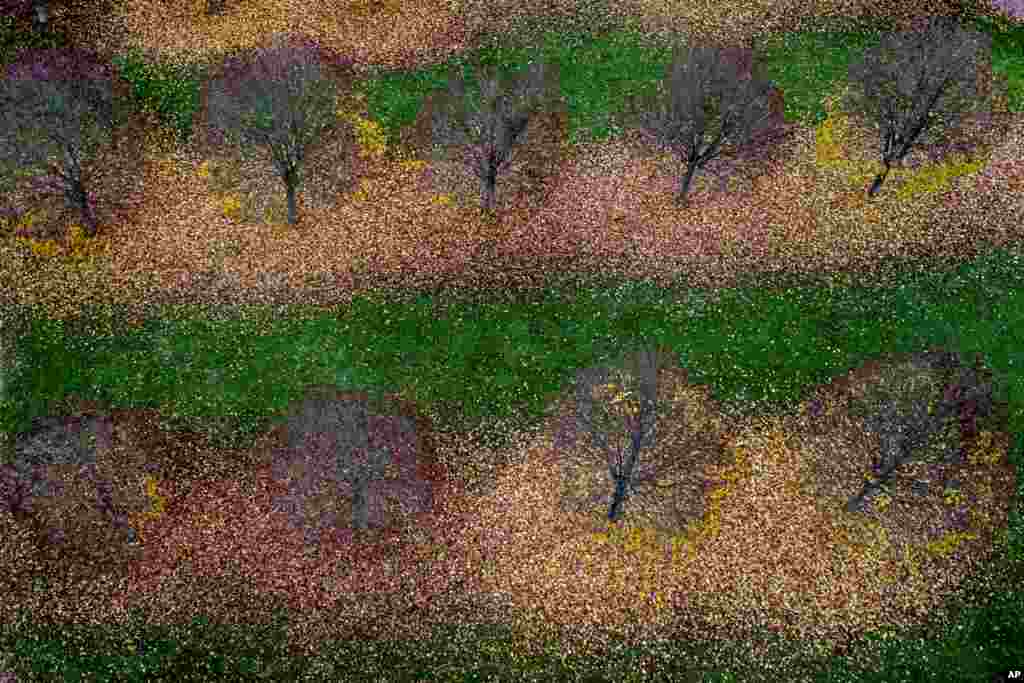 Fallen leave are seen around trees at a small park in Frankfurt, Germany.
