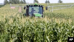美国内布拉斯加州瓦胡市，一位农民在玉米地中作业。(2018年7月24日)
