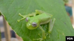 La financiación a proyectos estratégicos para la defensa de la biodiversidad era uno de los puntos clave a resolver en la conferencia.