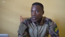 Des efforts de protections des éléphants de forêt remis en cause au Gabon