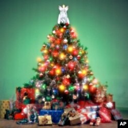 Americans can buy their trees from roadside lots or choose an artificial one, but more opt to select and cut down their own Christmas trees.