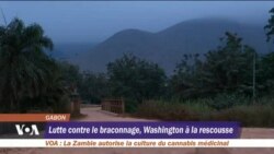 L'armée américaine à l’aide du Gabon, dernier refuge des éléphants