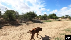 A malnourished cow walks along a dried up river bed in the village of Chivi, Zimbabwe.