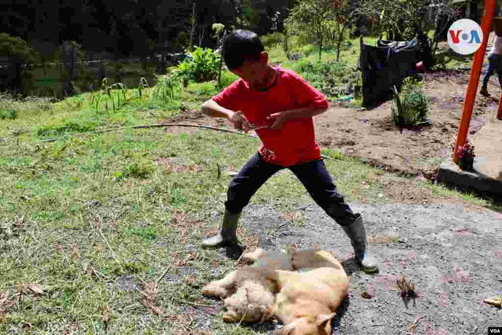 El animal también ha acompañado a la familia Gaona a contar sus historias.