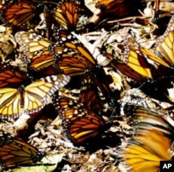 These Monarch butterflies are wintering in the mountains several hours drive north of Mexico City, some traveling from as far away as Canada.