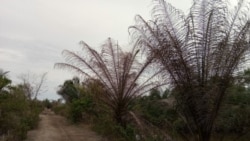 Kawasan hutan bakau yang beralih fungsi menjadi perkebunan kelapa sawit di pantai timur Sumatra Utara. (courtesy: Onrizal).