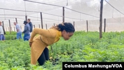 Dr. Zorodzai Maroveke, head of Zimbabwe Industrial Hemp Trust, seen here in a Beatrice farming area on July 7, 2021, says Zimbabwe is making a smart choice with cannabis, since the tobacco market is shrinking. (Columbus Mavhunga/VOA)