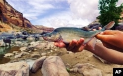 This undated photo provided by the U.S. Fish and Wildlife Service shows a humpback chub in the Colorado River in Colorado near the Utah border.