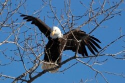 A bald eagle lands in a tree in in Des Moines, Iowa, February 6, 2020. (AP Photo/Charlie Neibergall)