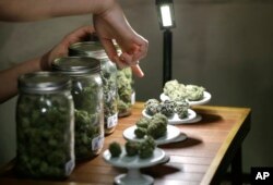 FILE - Legalizing MarijuanaA vendor points out the variety of marijuana for sale at the grand opening of the Seattle location of the Northwest Cannabis Market, for sales of medical marijuana products.