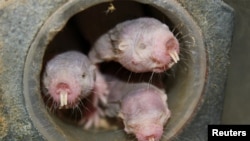 Four naked mole-rats are seen in a University of Illinois at Chicago laboratory in an undated photo released April 20, 2017. (Courtesy of Thomas Park/UIC)