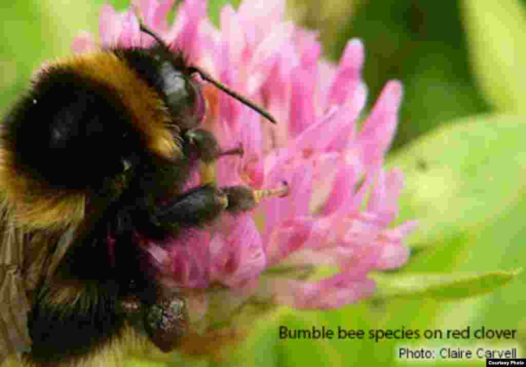 Bumble bees are in decline around the world due to agricultural pesticide use, disease, and human encroachments on their habitats. (Photo: Claire Carvell)