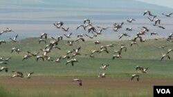 'Quş qripi' monitorinqlərinə start verilib