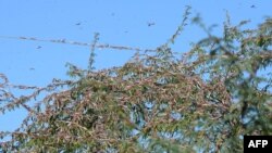 FILE - Locusts sit in trees near Miyal village in Banaskantha district some 250km from Ahmedabad, Dec. 27, 2019. A massive locust invasion has destroyed thousands of hectares of crops in northwest India, authorities said.