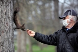 A park security guard feeds a squirrel hanging on a tree trunk in Sofia, Bulgaria, March 22, 2020. (AP Photo)