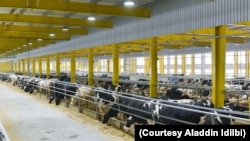 Baladna Dairy began operations within a month after Qatar’s neighbors cut off ties and imposed a trade blockade. More than 18,000 cows were transported from the U.S. to the small, landlocked gulf state by airplane and ship. (Courtesy Aladdin Idilbi)