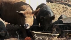 Citizens Push to End Regular Antibiotic Use in Livestock