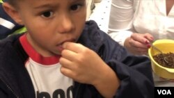 Andrew takes a tentative taste of baked, salted mealworm at Rocky Mountain Micro Ranch.
