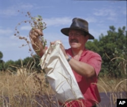 Collecting wild plants in Mali.