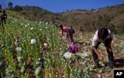 FILE - In this Jan. 30, 2014, photo, volunteers destroy a poppy field near Loi Chyaram village in Myanmar.