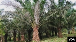 Bisnis-bisnis pertanian besar; seperti perkebunan kelapa sawit banyak mengambil alih lahan-lahan pertanian tradisional di Indonesia, Malaysia dan Thailand (foto dok).