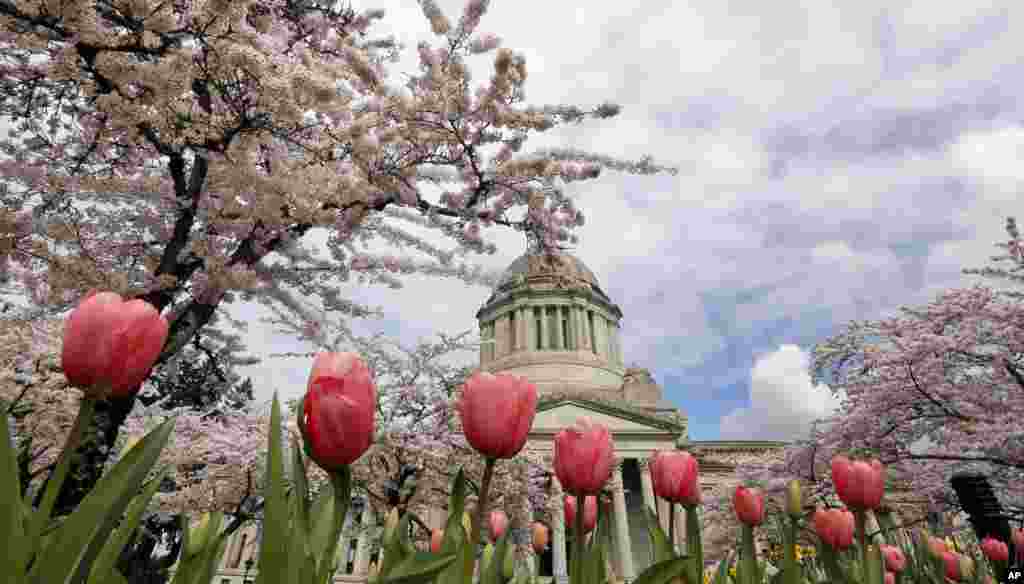 Bunga tulip mekar di depan pohon cherry yang juga mekar dekat gedung Capitol building di Olympia, Washington.