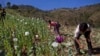 UNODC Says Opiate Output Steadies in Myanmar, Laos 