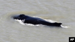 In this photo provided by the Northern Territory Government, a humpback whale swims in the East Alligator River in the Kakadu National Park in Australia's Northern Territory, on Sept. 10, 2020. 