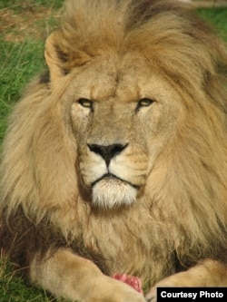 The African lion is most at risk in the eastern and western parts of the continent due to habitat loss, poaching and encounters with herders (Credit: Hilton-Taylor)