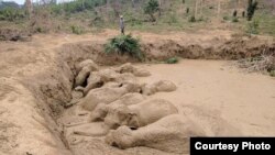 សត្វ​ដំរី​មួយហ្វូង​ ចំនួន ១១​ ក្បាល​ ជាប់​នៅ​ក្នុង​រណ្តៅ​ភក់​ធំ​មួយ មុន​ពេល​ត្រូវ​បាន​ជួយសង្រ្គោះ នៅ​តំបន់​អភិរក្ស​សត្វព្រៃ​ កែវ សីម៉ា ខេត្ត​មណ្ឌលគិរី កាល​ពី​ថ្ងៃ​ទី​ ២៤ ខែ​មីនា ឆ្នាំ​២០១៧។ (រូបថតទទួលបាន​ពី​អង្គការ Wildlife Conservation Society)