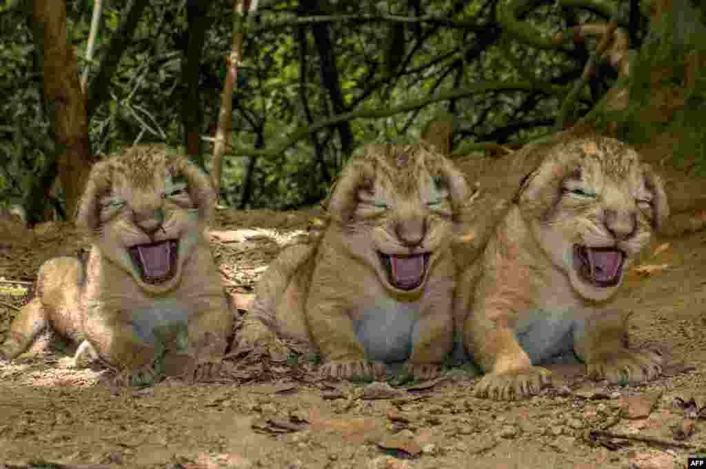 In this photograph released by Indian Gir National Park and Sanctuary Indian Deputy Conservator of Forests Sandeep Kumar taken on July 6, 2015, newly-born Asiatic lion cubs sit near their den in the Khutani area of the sanctuary in the Junagadh region of Gujarat.