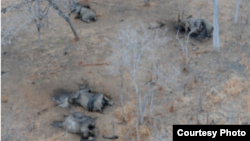 Elephant poaching in the Niassa Reserve, Mozambique. (Wildlife Conservation Society photo)