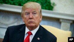 체코의 드부르 크랄로베 동물원에서 사자 새끼들이 놀고 있다. 