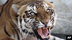 Seema, a Royal Bengal tigress, reacts to the camera at the zoo in Ahmadabad, India, March 28, 2011